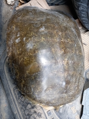 Apalone spinifera emoryi