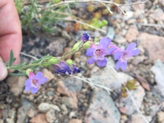 Penstemon gairdneri