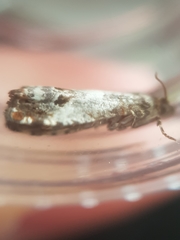 Notocelia trimaculana