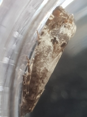 Notocelia trimaculana