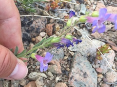 Penstemon gairdneri