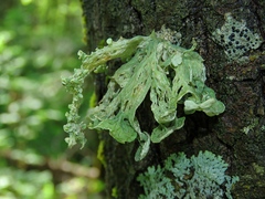 Ramalina sinensis