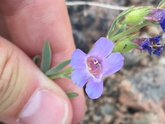 Penstemon gairdneri