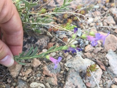 Penstemon gairdneri