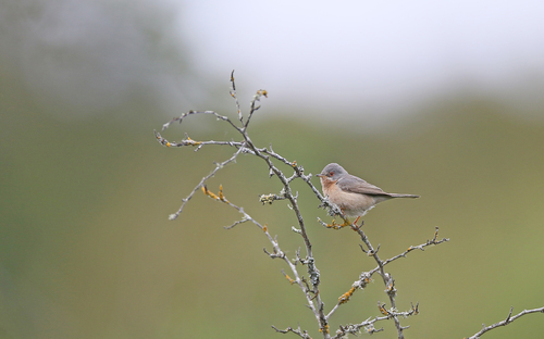 Curruca carrasqueña occidental (Curruca iberiae)