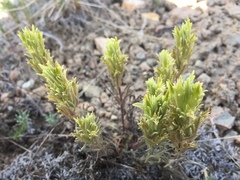 Castilleja pilosa pilosa