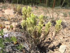 Castilleja pilosa pilosa