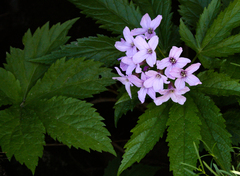 Cardamine pentaphyllos