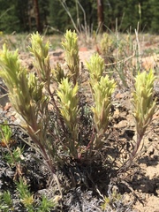 Castilleja pilosa pilosa