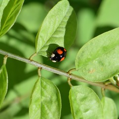 Harmonia axyridis