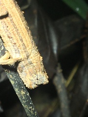 Rieppeleon kerstenii