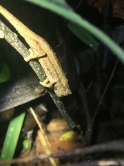 Rieppeleon kerstenii