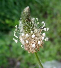 Plantago lanceolata