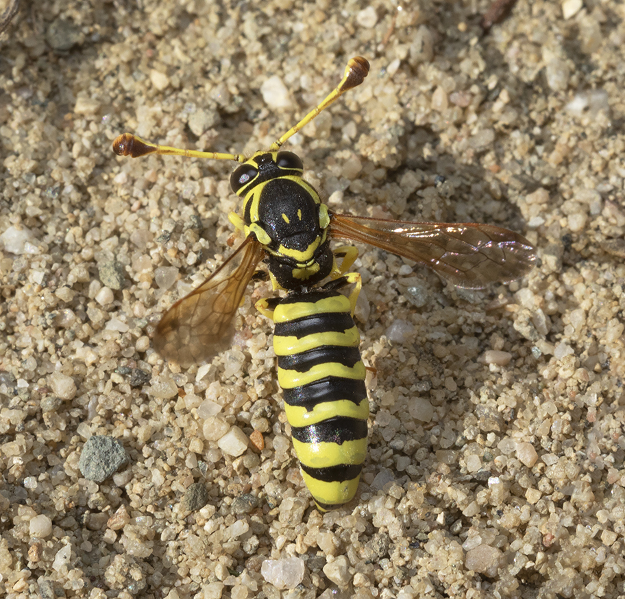 Pseudomasaris edwardsi