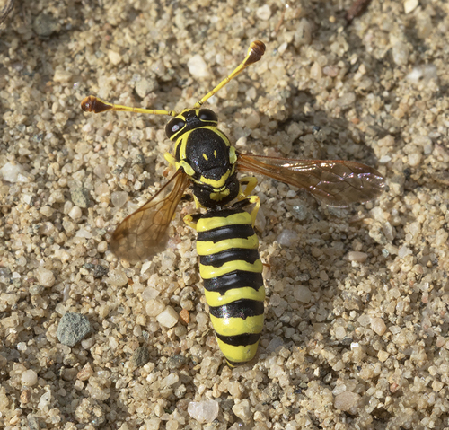 Pseudomasaris edwardsi