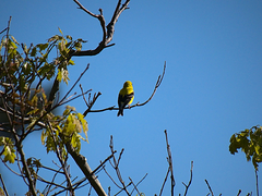 Spinus tristis