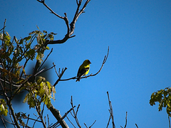 Spinus tristis