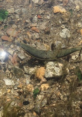 Hirudo medicinalis
