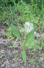 Plantago lanceolata