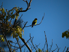 Spinus tristis