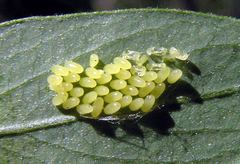 Chrysomela aeneicollis