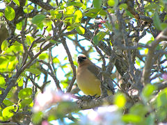 Bombycilla cedrorum