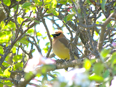 Bombycilla cedrorum image