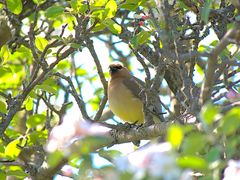 Bombycilla cedrorum