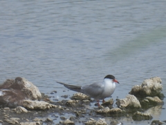 Sterna hirundo