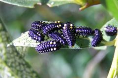 Chrysomela aeneicollis