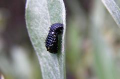 Chrysomela aeneicollis