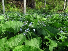 Brunnera sibirica