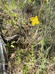 Ludwigia virgata