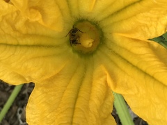Peponapis pruinosa