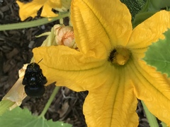 Peponapis pruinosa