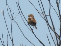 Cisticola juncidis