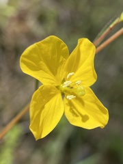Ludwigia virgata
