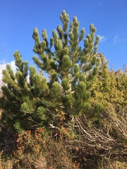 Pinus heldreichii