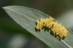 Parasyrphus melanderi