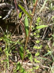 Ludwigia virgata