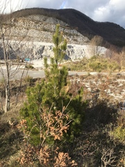 Pinus heldreichii