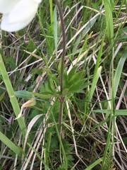 Anemonoides sylvestris