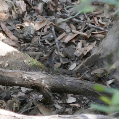 Colaptes