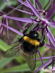 Bombus