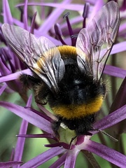 Bombus