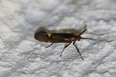 Esperia sulphurella