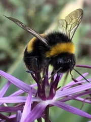 Bombus
