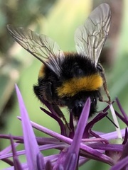 Bombus