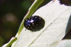 Chrysomela aeneicollis