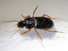 Ophonus azureus